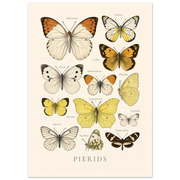 Pierids — Butterfly Chart poster