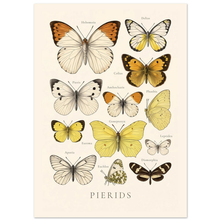 Pierids — Butterfly Chart poster