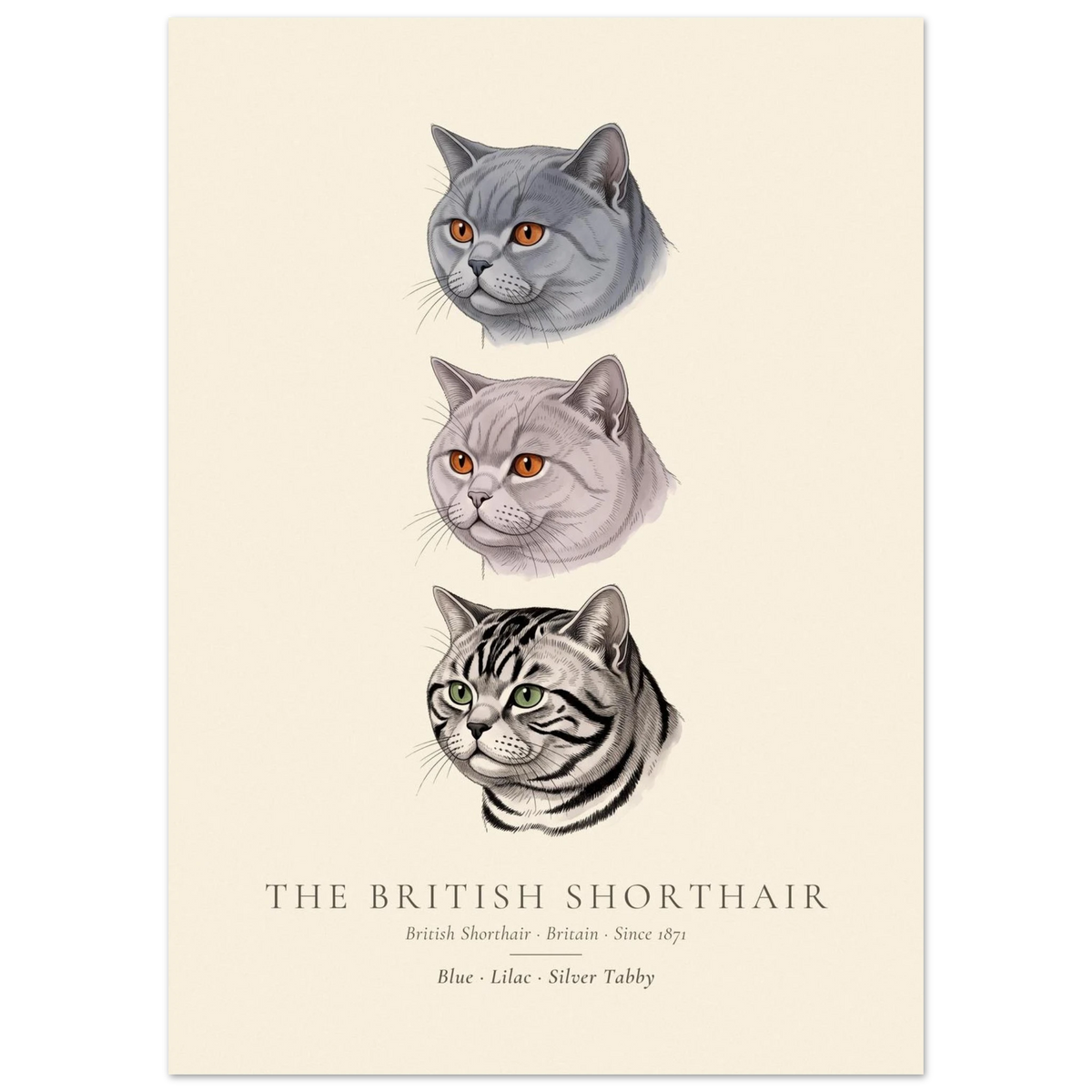 British Shorthair three colours plate, blue, lilac and silver tabby head studies, The Kennel Book