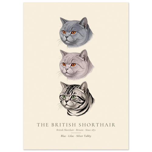 British Shorthair three colours plate, blue, lilac and silver tabby head studies, The Kennel Book
