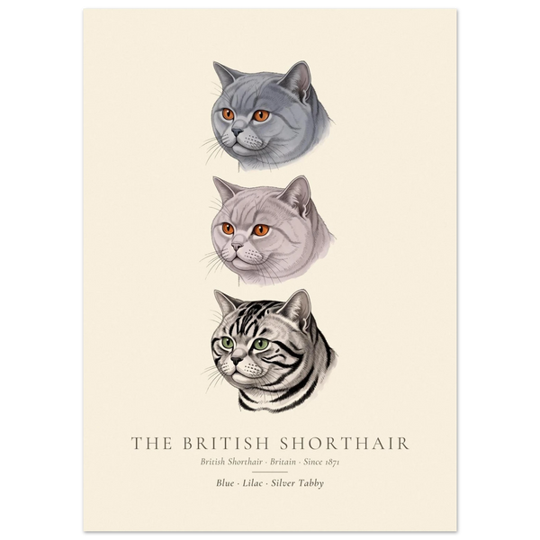 British Shorthair three colours plate, blue, lilac and silver tabby head studies, The Kennel Book