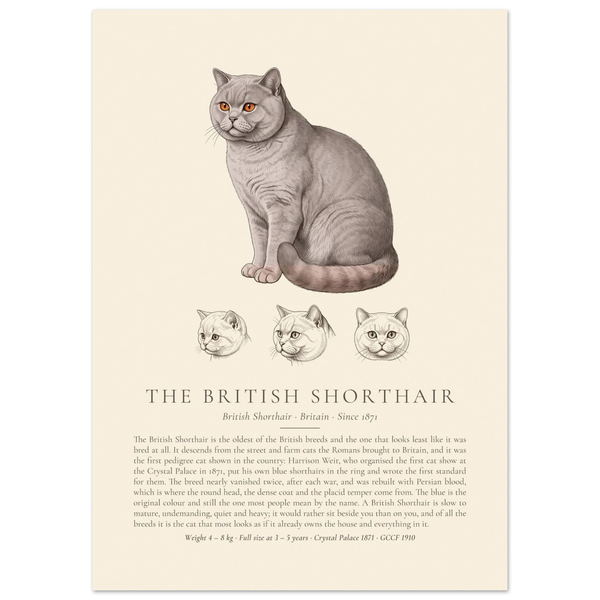 Lilac British Shorthair breed plate with three ink head studies, The Kennel Book