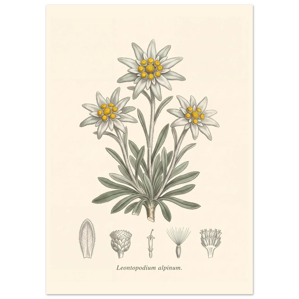 Edelweiss Leontopodium Alpinum antique botanical plate poster
