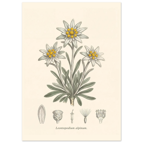 Edelweiss Leontopodium Alpinum antique botanical plate poster
