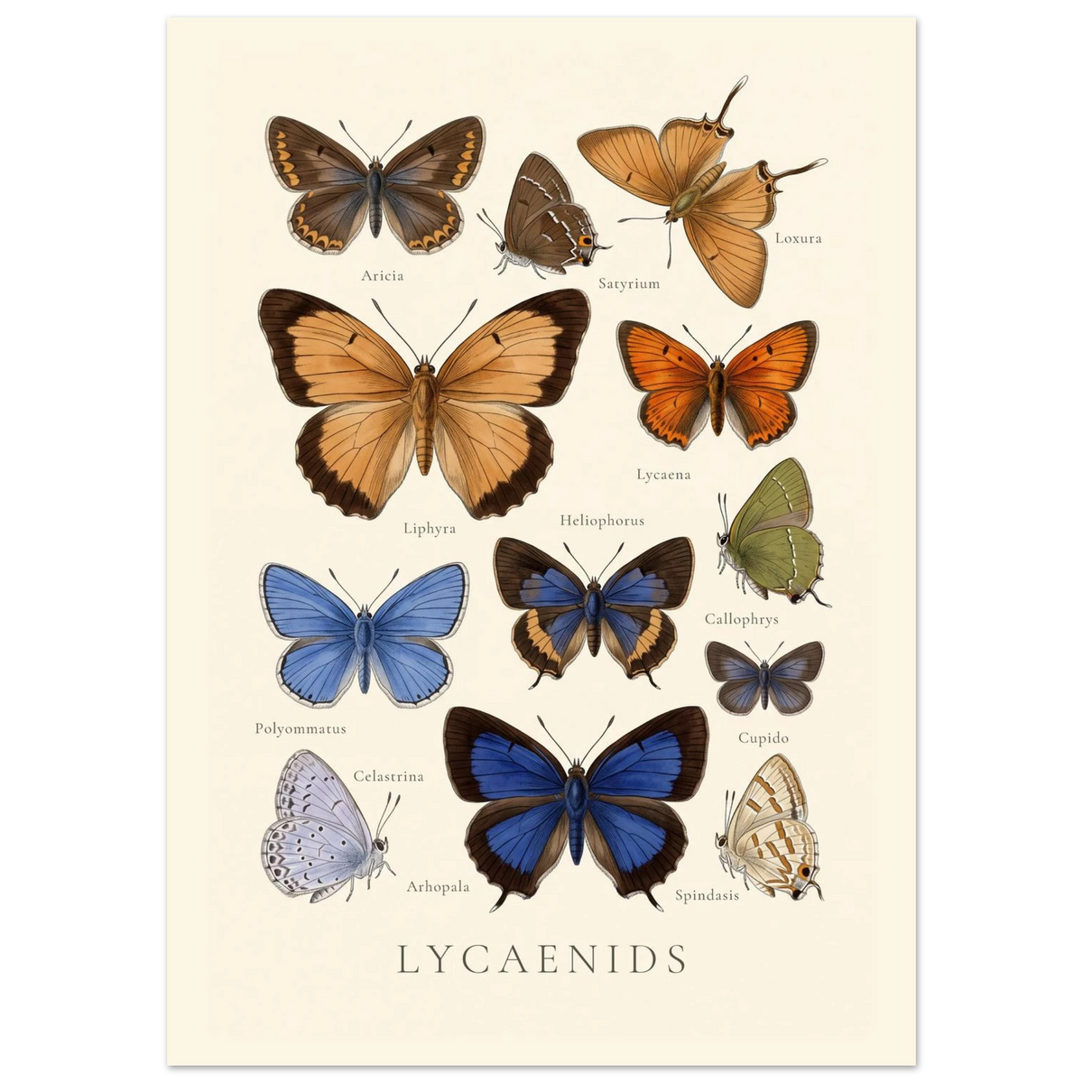 Lycaenidae — Butterfly Chart poster