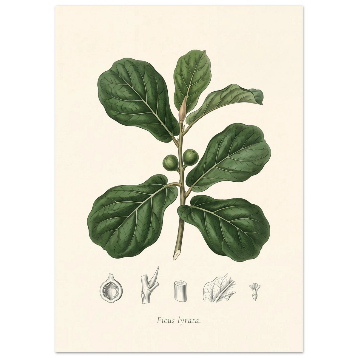 Fiddle leaf fig botanical plate, antique engraving style, Ficus lyrata