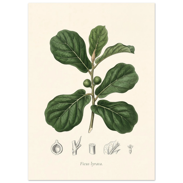 Fiddle leaf fig botanical plate, antique engraving style, Ficus lyrata