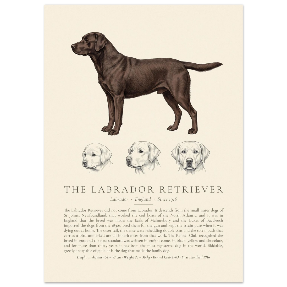 Chocolate Labrador Retriever breed plate with three ink head studies, The Kennel Book