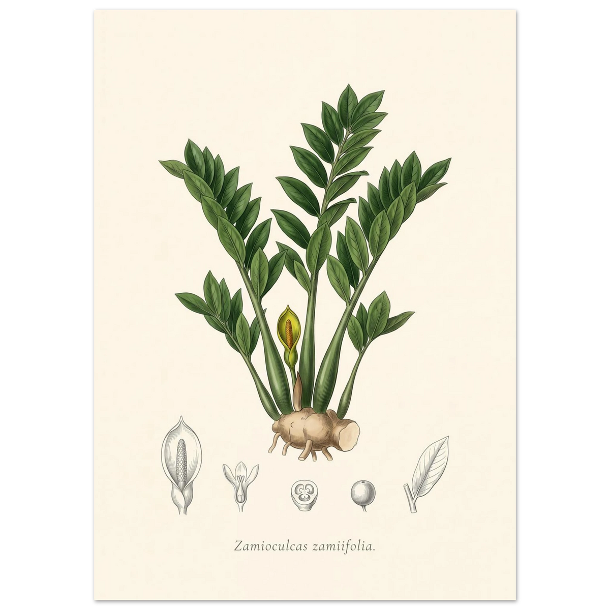 ZZ plant botanical plate, antique engraving style, Zamioculcas zamiifolia
