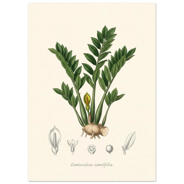 ZZ plant botanical plate, antique engraving style, Zamioculcas zamiifolia