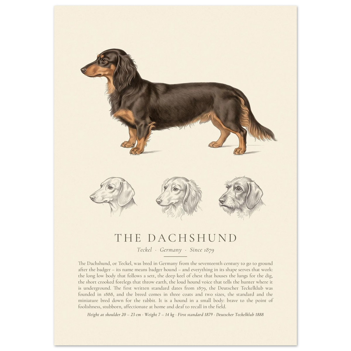 Long-haired Dachshund breed plate in black and tan with three ink head studies, The Kennel Book