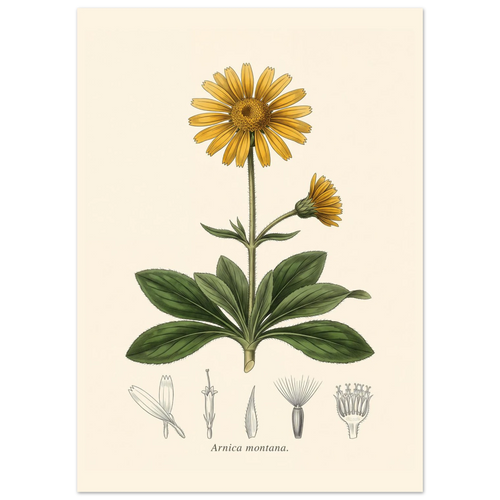 Arnica Montana mountain arnica antique botanical plate poster