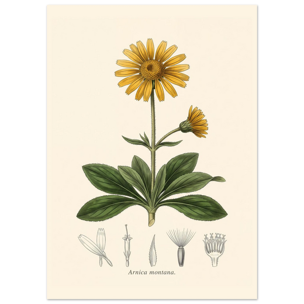 Arnica Montana mountain arnica antique botanical plate poster