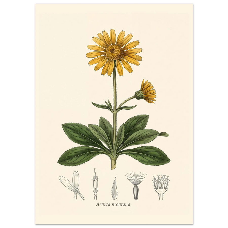 Arnica Montana mountain arnica antique botanical plate poster