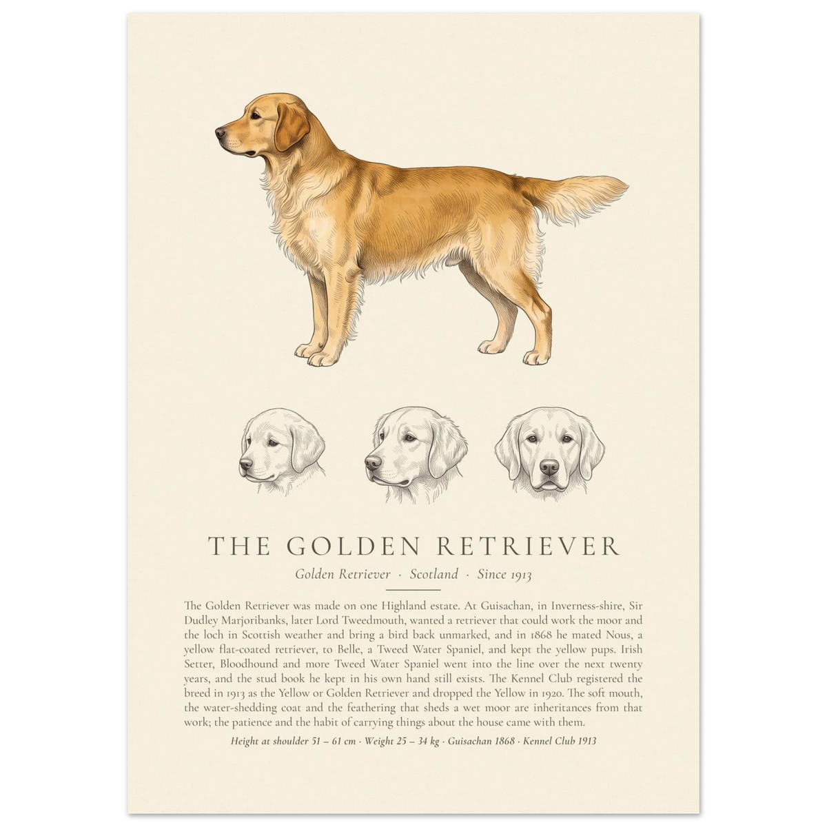 Gold Golden Retriever breed plate with three ink head studies, The Kennel Book