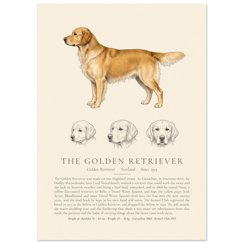 Gold Golden Retriever breed plate with three ink head studies, The Kennel Book