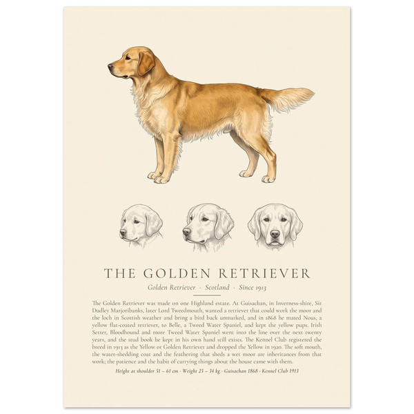 Gold Golden Retriever breed plate with three ink head studies, The Kennel Book