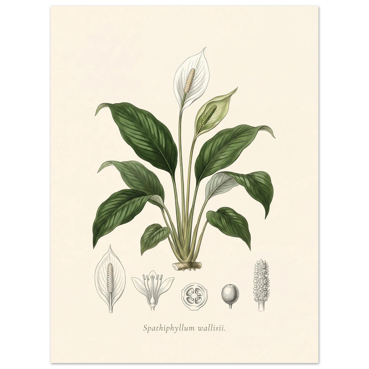 Peace lily botanical plate, antique engraving style, Spathiphyllum wallisii
