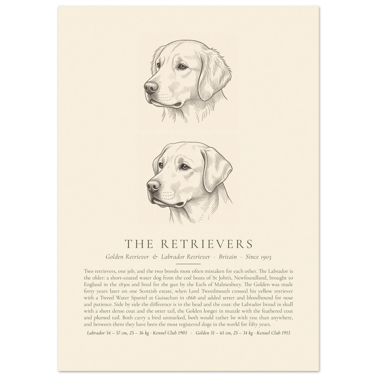 The Retrievers plate, Golden Retriever and Labrador Retriever head studies, The Kennel Book