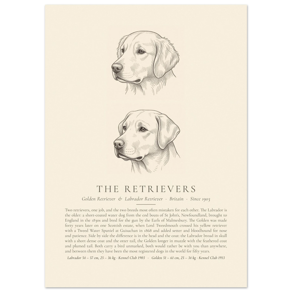 The Retrievers plate, Golden Retriever and Labrador Retriever head studies, The Kennel Book