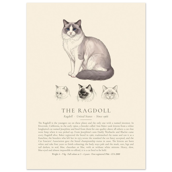 Blue bicolour Ragdoll breed plate with three ink head studies, The Kennel Book