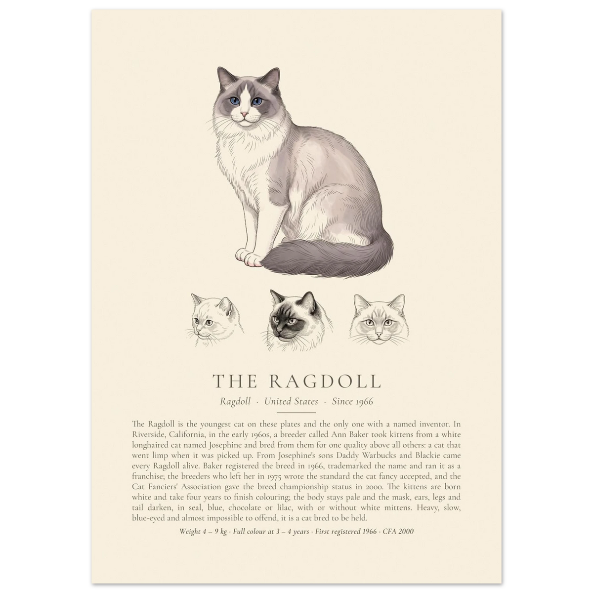 Blue bicolour Ragdoll breed plate with three ink head studies, The Kennel Book