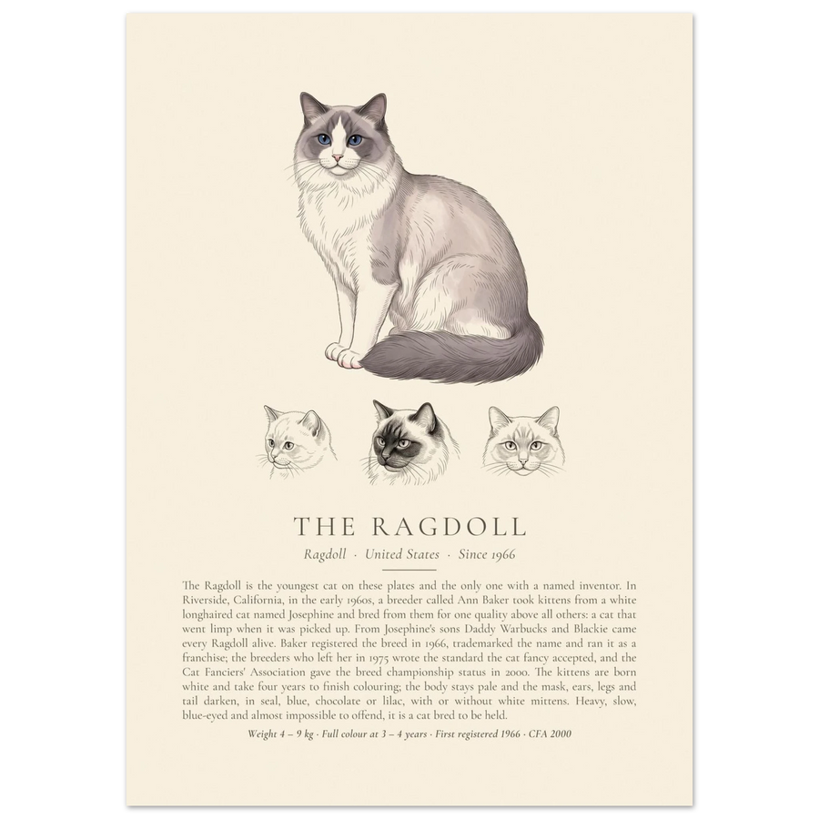 Blue bicolour Ragdoll breed plate with three ink head studies, The Kennel Book