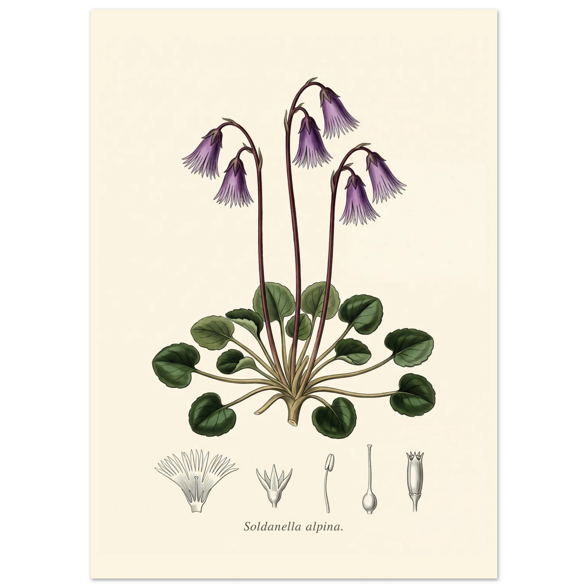 Soldanella Alpina alpine snowbell antique botanical plate poster