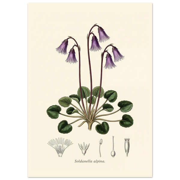 Soldanella Alpina alpine snowbell antique botanical plate poster