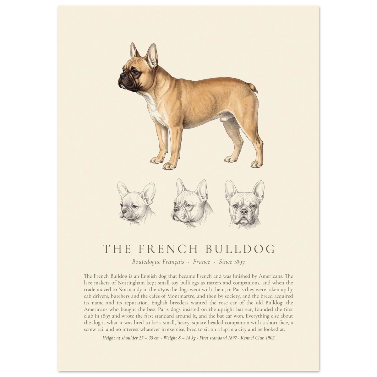 Fawn French Bulldog breed plate with three ink head studies, The Kennel Book