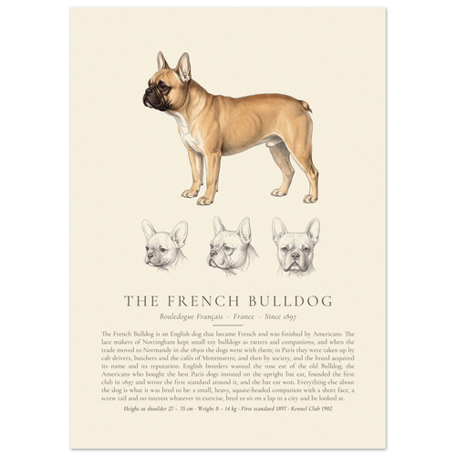 Fawn French Bulldog breed plate with three ink head studies, The Kennel Book