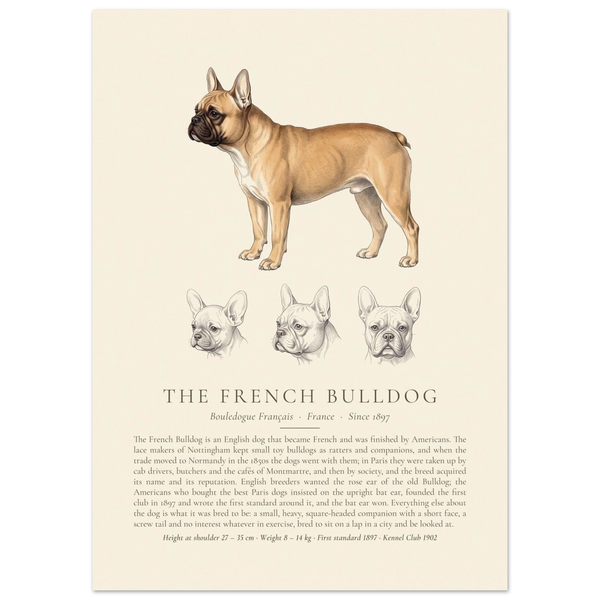 Fawn French Bulldog breed plate with three ink head studies, The Kennel Book