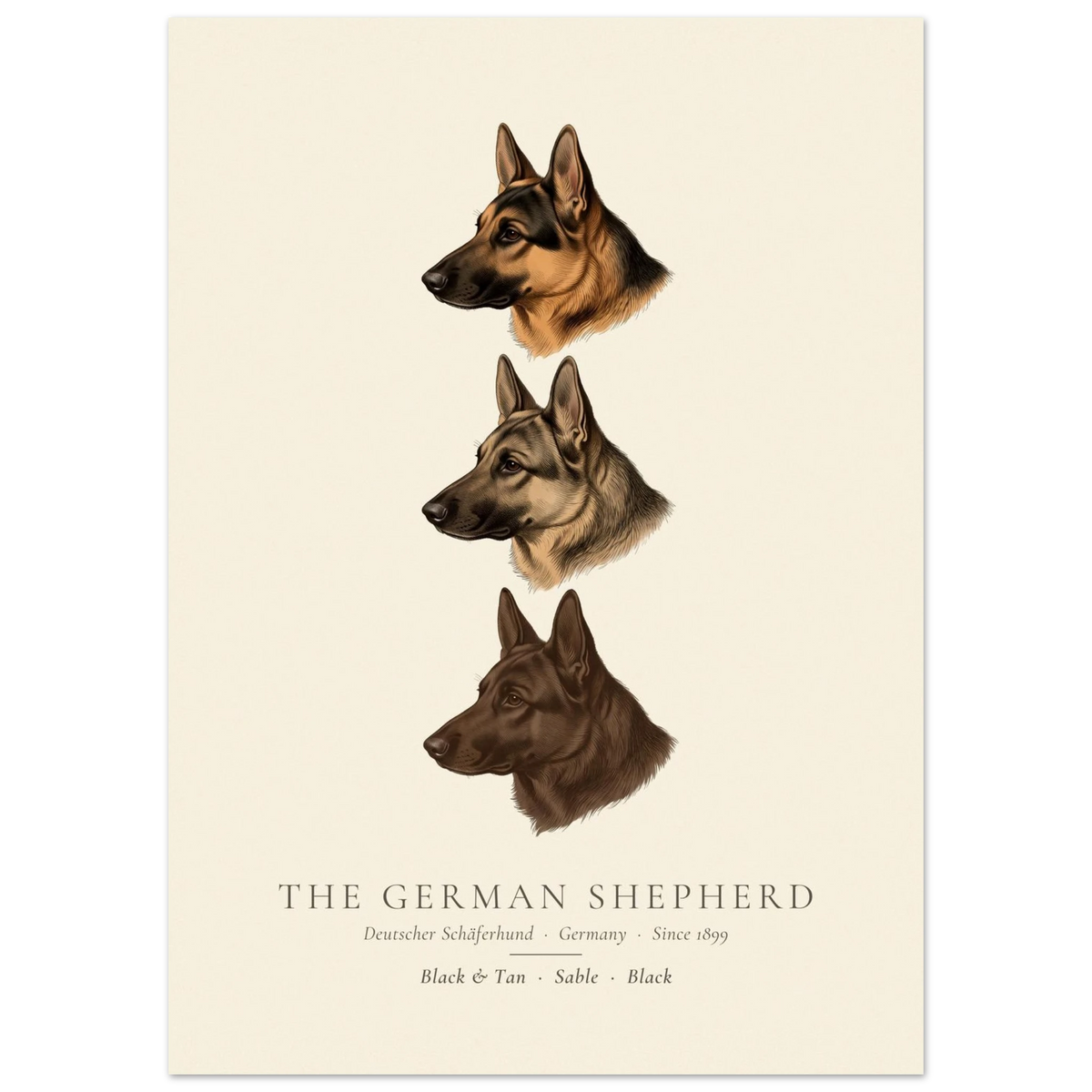 German Shepherd three colours plate, black and tan, sable and black head studies, The Kennel Book