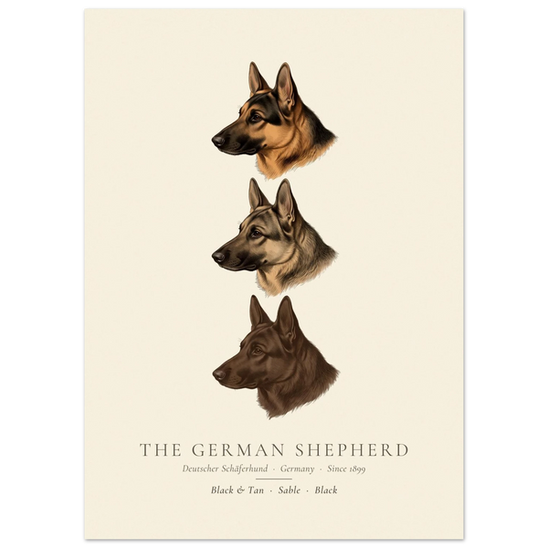 German Shepherd three colours plate, black and tan, sable and black head studies, The Kennel Book