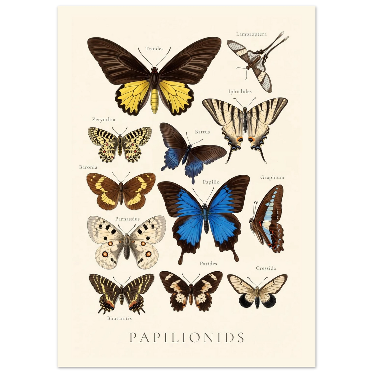Papilionids — Butterfly Chart poster