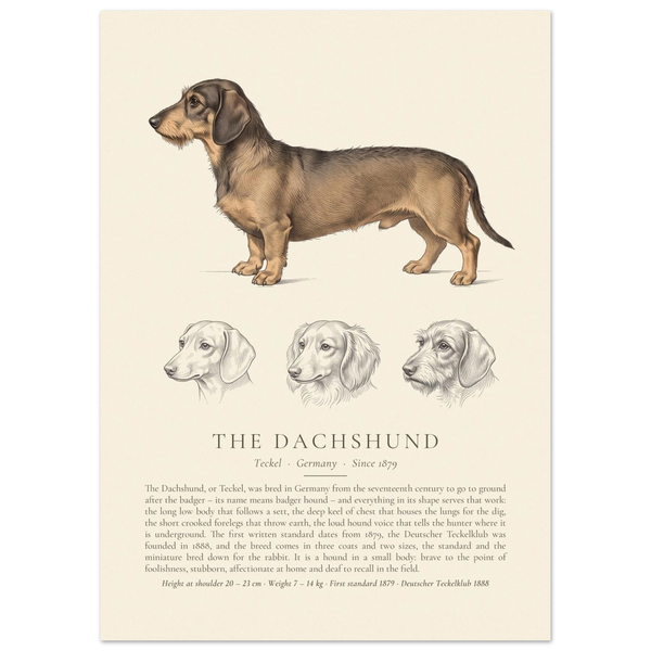 Wire-haired Dachshund breed plate in wild boar with three ink head studies, The Kennel Book