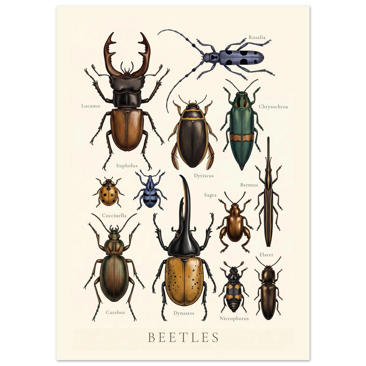 Beetles Chart antique natural history chart poster