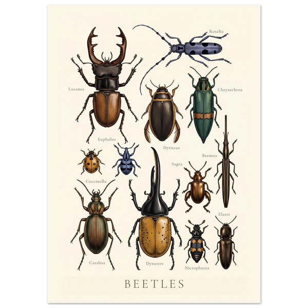 Beetles Chart antique natural history chart poster