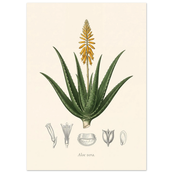 Aloe vera botanical plate, antique engraving style, Aloe vera