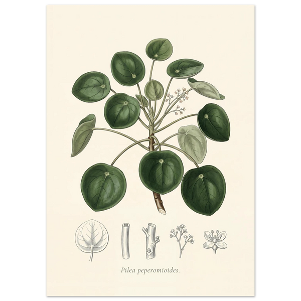 Chinese money plant botanical plate, antique engraving style, Pilea peperomioides
