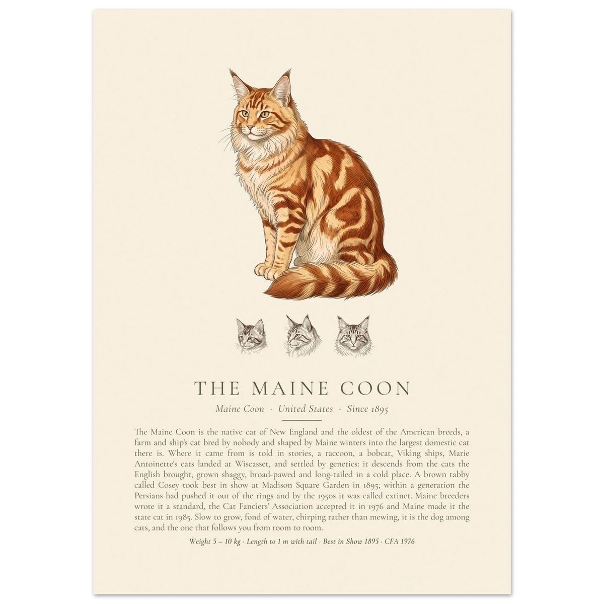 Red tabby Maine Coon breed plate with three ink head studies, The Kennel Book
