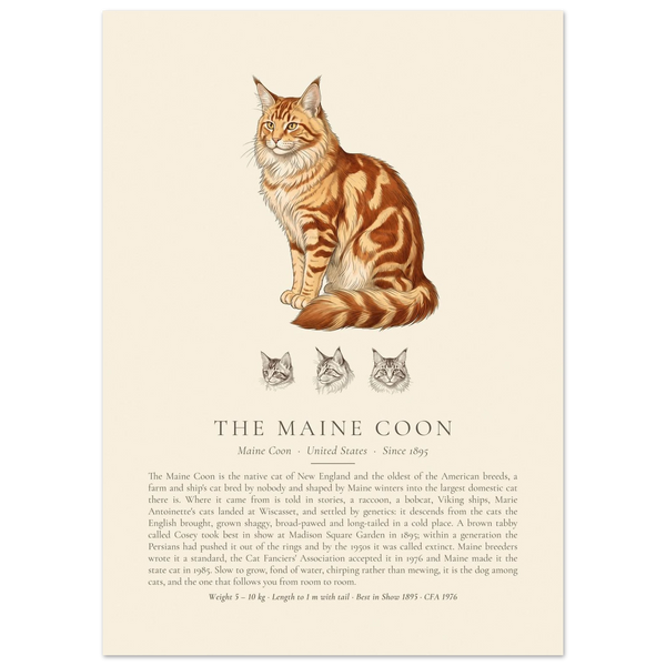 Red tabby Maine Coon breed plate with three ink head studies, The Kennel Book