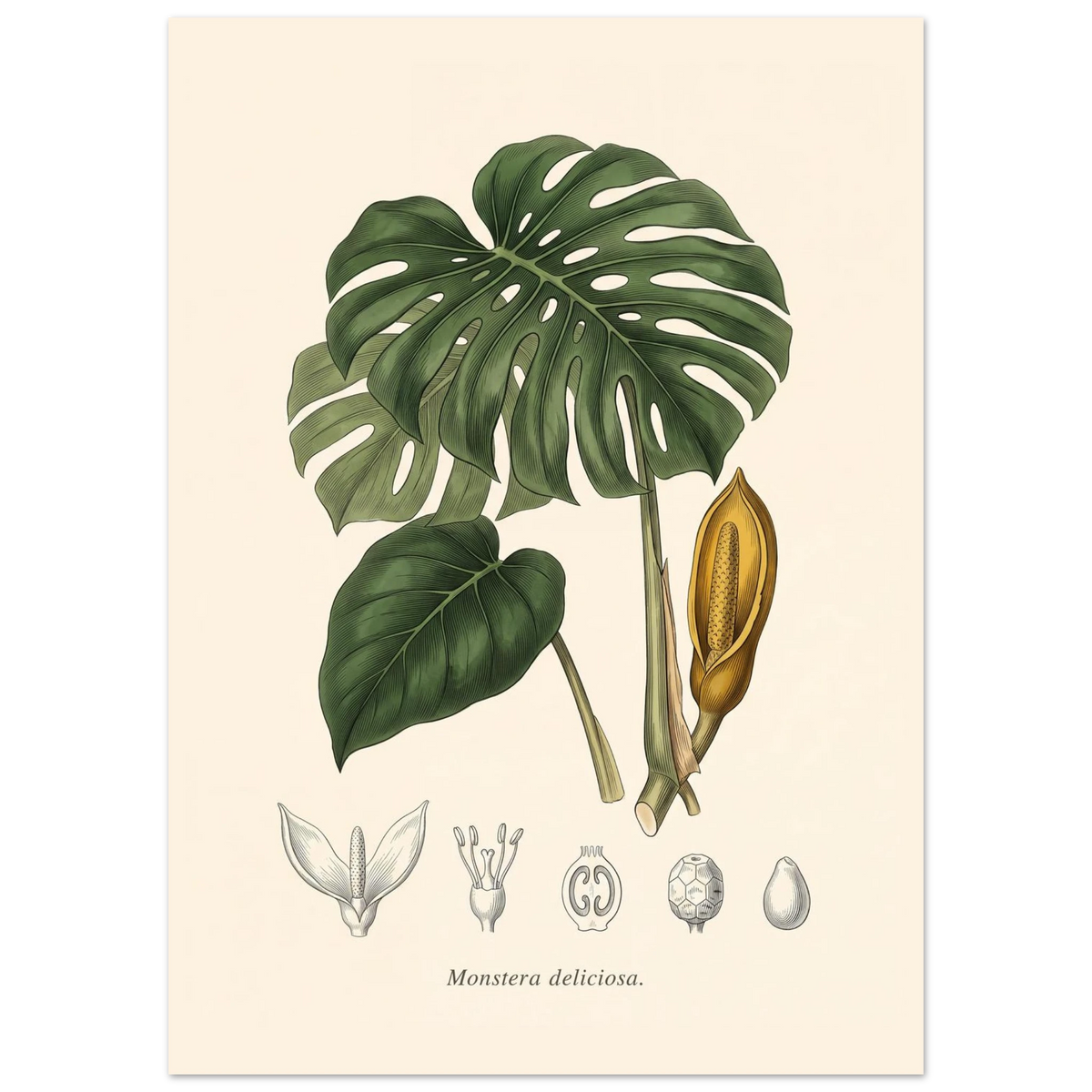 Monstera Deliciosa antique botanical plate poster