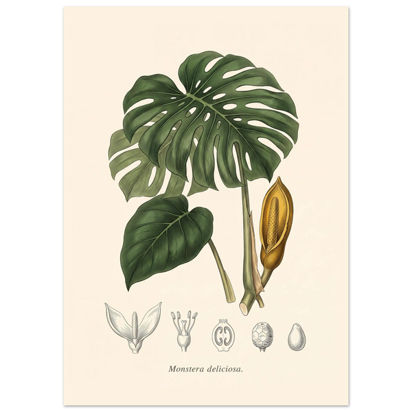 Monstera Deliciosa antique botanical plate poster