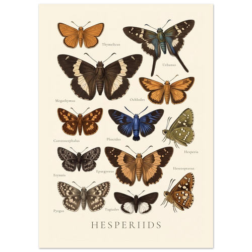 Hesperiids — Butterfly Chart poster