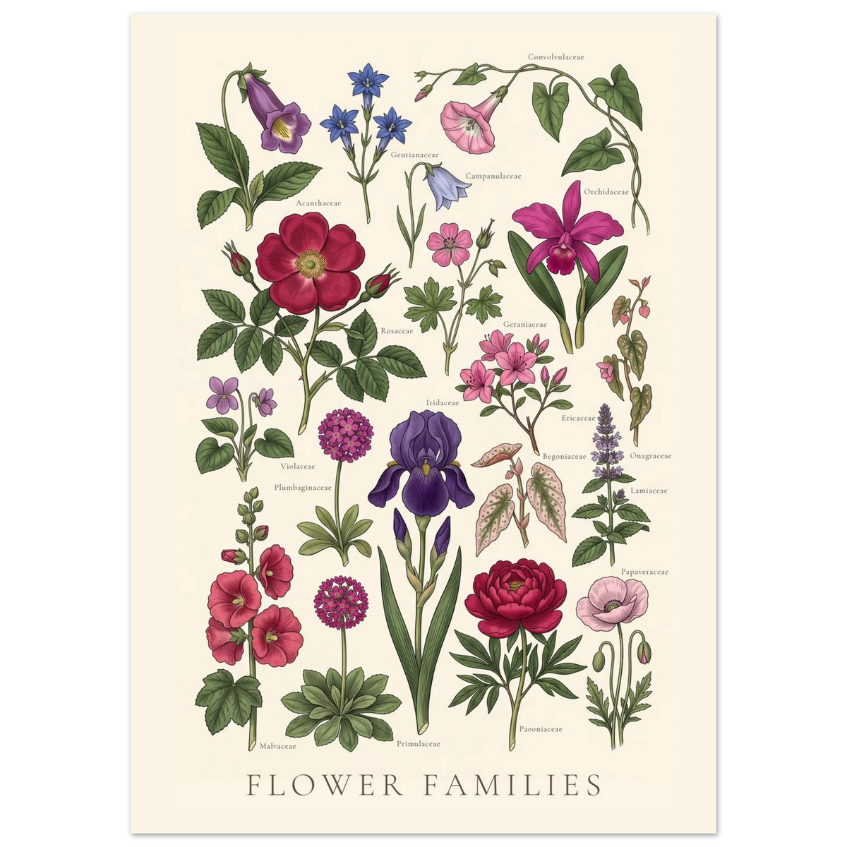 Flower Families antique botanical chart poster, sheet I