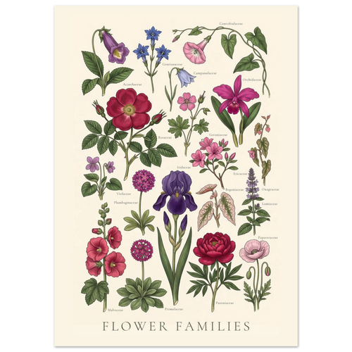 Flower Families antique botanical chart poster, sheet I