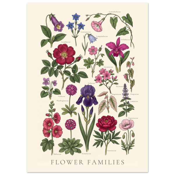 Flower Families antique botanical chart poster, sheet I