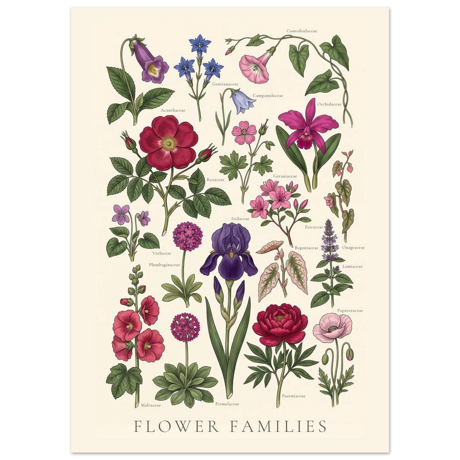 Flower Families antique botanical chart poster, sheet I