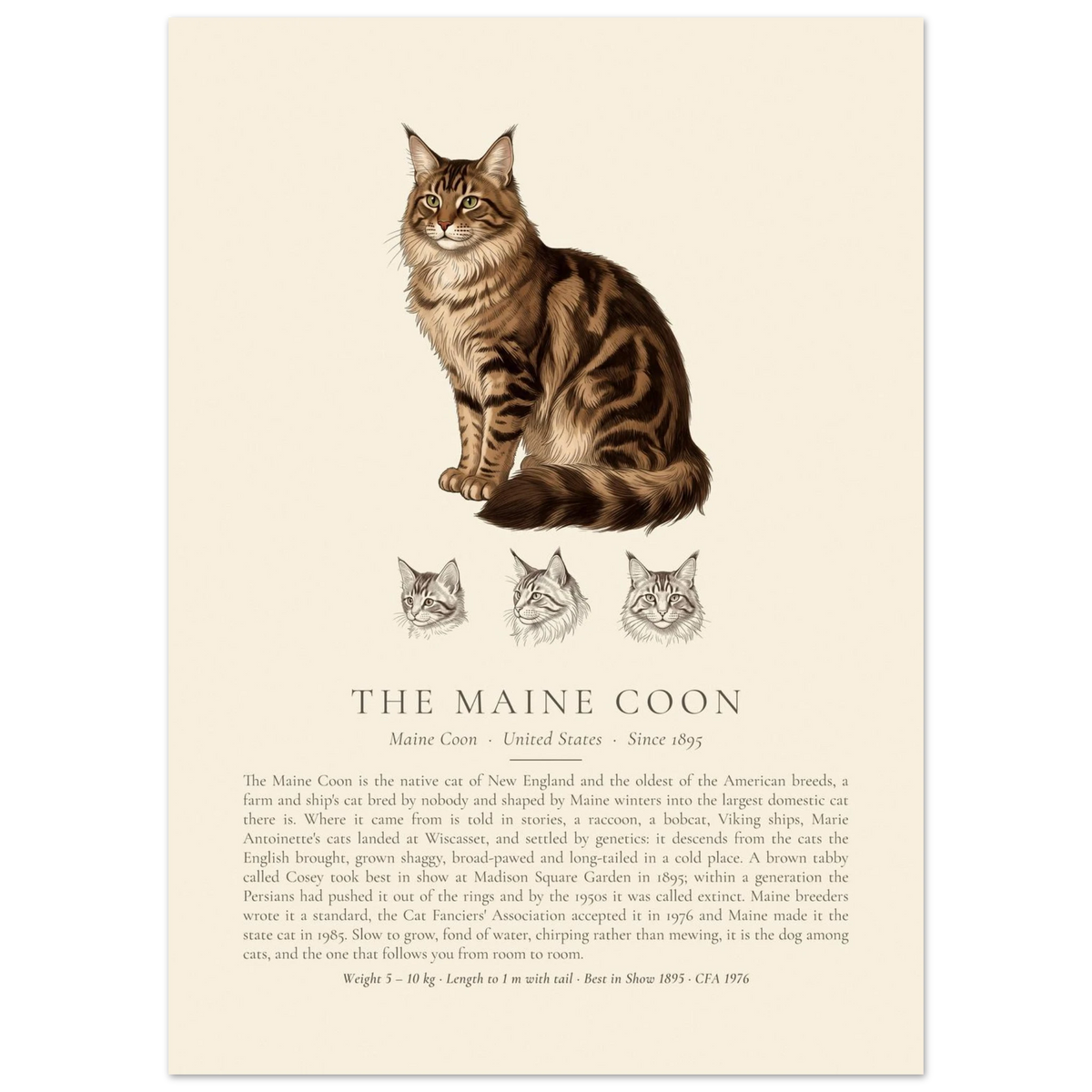 Brown tabby Maine Coon breed plate with three ink head studies, The Kennel Book